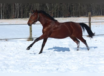 Lusitano, Giumenta, 8 Anni, 158 cm, Baio