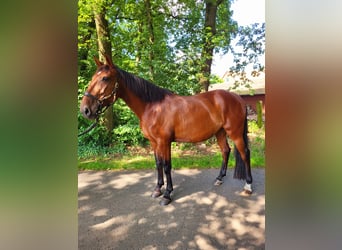 Lusitano, Giumenta, 8 Anni, 158 cm, Baio