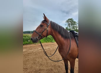 Lusitano, Giumenta, 8 Anni, 158 cm, Baio