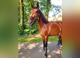Lusitano, Giumenta, 8 Anni, 158 cm, Baio