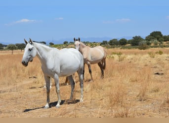 Lusitano, Giumenta, 8 Anni, 160 cm, Grigio