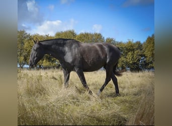 Lusitano, Giumenta, 8 Anni, Morello