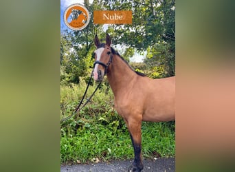 Lusitano, Giumenta, 9 Anni, 164 cm, Baio chiaro
