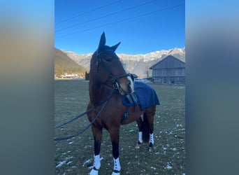 Lusitano, Giumenta, 9 Anni, 164 cm, Baio