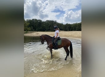 Lusitano, Giumenta, 9 Anni, 165 cm, Baio