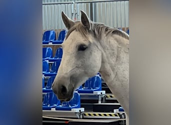 Lusitano, Giumenta, 9 Anni, Grigio