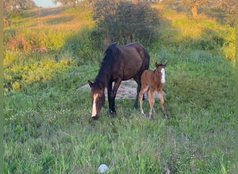 Lusitano, Giumenta, Puledri (05/2024), 145 cm, Baio