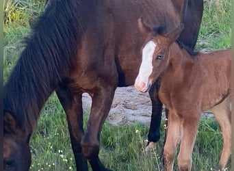 Lusitano, Giumenta, Puledri (05/2024), 145 cm, Baio