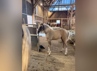 Lusitano Mix, Giumenta, Puledri (06/2026), 155 cm, Palomino
