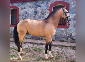 Lusitano, Giumenta, , 158 cm, Baio