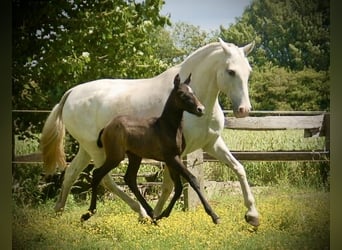 Lusitano, Giumenta, Puledri (05/2026), 160 cm, Grigio