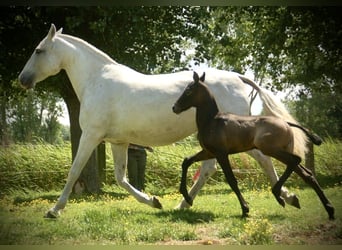 Lusitano, Giumenta, Puledri (05/2026), 160 cm, Grigio