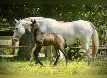 Lusitano, Giumenta, Puledri (05/2026), 160 cm, Grigio