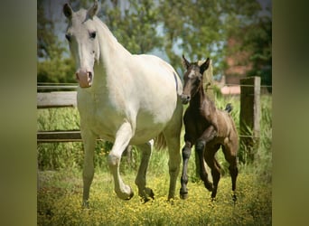 Lusitano, Giumenta, Puledri (05/2026), 160 cm, Grigio