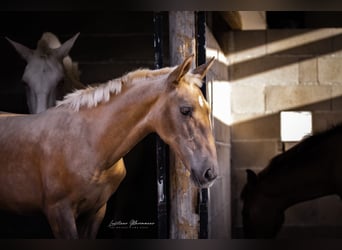 Lusitano, Giumenta, Puledri
 (04/2024), 163 cm, Palomino