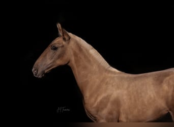 Lusitano, Giumenta, Puledri
 (04/2024), 163 cm, Palomino