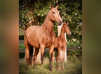Lusitano, Giumenta, Puledri (04/2026), 165 cm, Baio