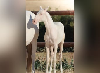 Lusitano, Giumenta, Puledri (04/2026), Cremello