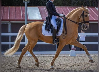 Lusitano, Hengst, 10 Jaar, 158 cm, Palomino