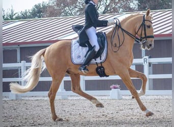 Lusitano, Hengst, 10 Jaar, 158 cm, Palomino