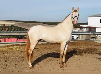 Lusitano, Hengst, 10 Jaar, 158 cm, Perlino