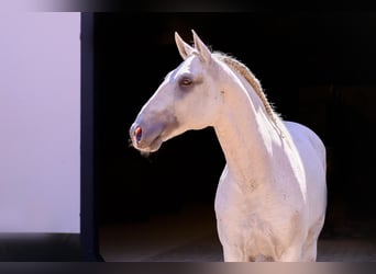 Lusitano, Hengst, 10 Jaar, 160 cm, Schimmel
