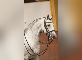 Lusitano, Hengst, 10 Jaar, 161 cm
