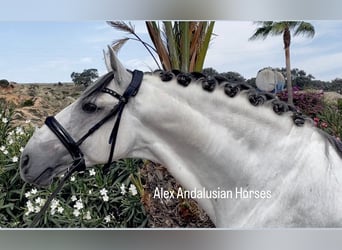 Lusitano, Hengst, 10 Jaar, 161 cm, Wit