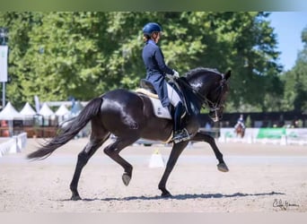Lusitano, Hengst, 10 Jaar, 162 cm, Zwart