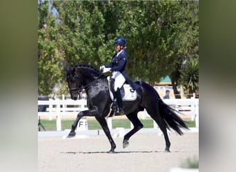Lusitano, Hengst, 10 Jaar, 162 cm, Zwart
