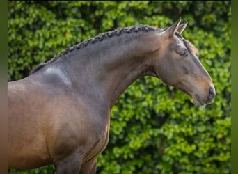 Lusitano, Hengst, 10 Jaar, 163 cm, Zwartbruin