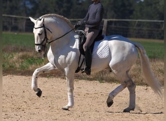 Lusitano, Hengst, 10 Jaar, 165 cm, Schimmel