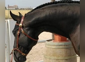 Lusitano Mix, Hengst, 10 Jaar, 165 cm, Zwart