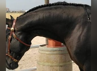 Lusitano Mix, Hengst, 10 Jaar, 165 cm, Zwart