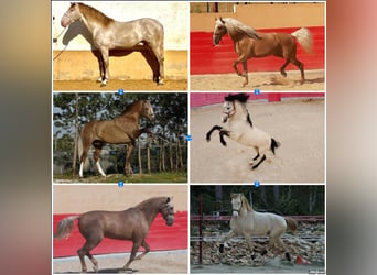 Lusitano Mix, Hengst, 10 Jaar, 168 cm, Palomino