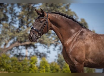 Lusitano Mix, Hengst, 10 Jaar, 168 cm, Zwart