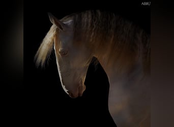 Lusitano, Hengst, 10 Jaar, 169 cm, Cremello