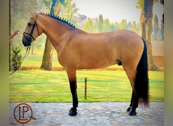 Lusitano, Hengst, 10 Jaar, 175 cm, Falbe