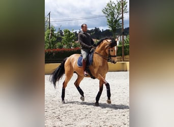 Lusitano, Hengst, 10 Jaar, 175 cm, Falbe