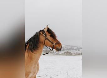 Lusitano, Hengst, 11 Jaar, 164 cm, Falbe