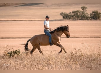 Lusitano, Hengst, 11 Jaar, 164 cm, Falbe