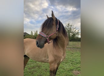 Lusitano, Hengst, 11 Jaar, 164 cm, Falbe