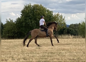 Lusitano, Hengst, 11 Jaar, 164 cm, Falbe