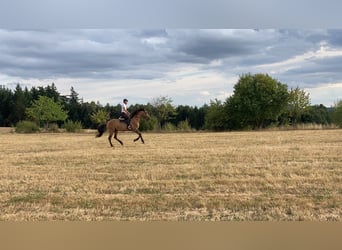 Lusitano, Hengst, 11 Jaar, 164 cm, Falbe