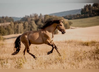 Lusitano, Hengst, 11 Jaar, 164 cm, Falbe