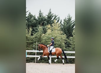 Lusitano, Hengst, 11 Jaar, 165 cm, Bruin