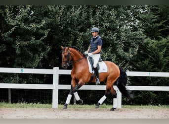 Lusitano, Hengst, 11 Jaar, 165 cm, Bruin