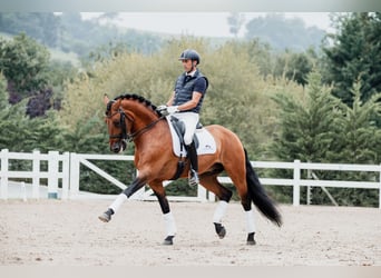 Lusitano, Hengst, 11 Jaar, 165 cm, Bruin