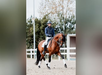 Lusitano, Hengst, 11 Jaar, 165 cm, Bruin