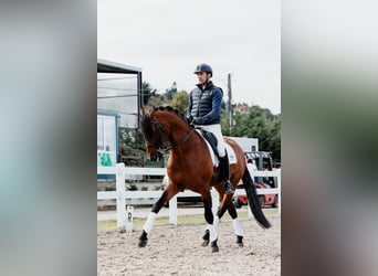 Lusitano, Hengst, 11 Jaar, 165 cm, Bruin